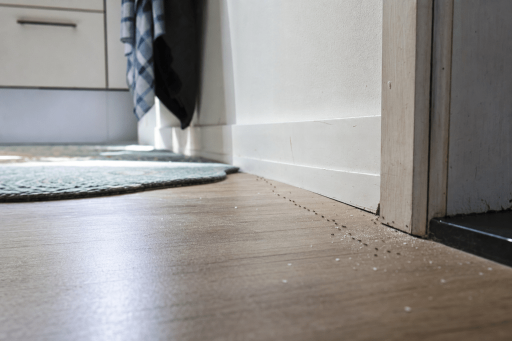 Hoe herken je een beginnende mierenplaag in huis (sporen, nestlocaties en schade) en wat kun je direct doen om het nest bij de bron aan te&nbsp;pakken?